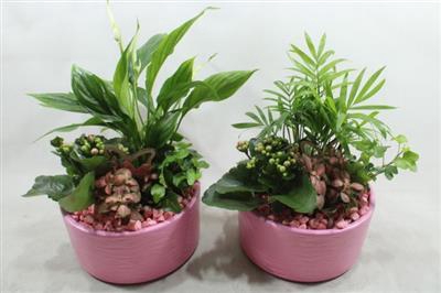 <h4>Sc03 Loes Pink</h4>