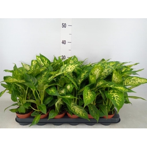 Dieffenbachia  'Compacta'