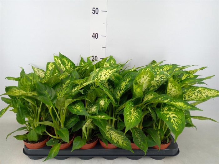 <h4>Dieffenbachia  'Compacta'</h4>