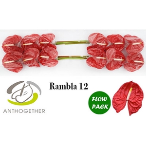 Anth A Rambla 13 cm X12 Flow Pack Bouman