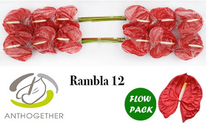 <h4>Anth A Rambla 13 cm X12 Flow Pack Bouman</h4>