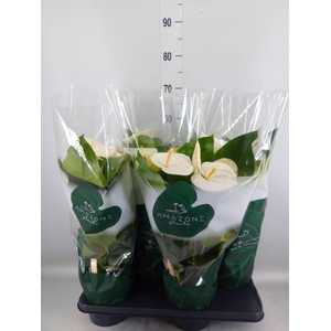 Anthurium andr. 'Samora'