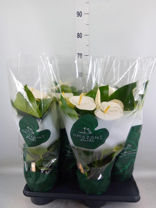 <h4>Anthurium andr. 'Samora'</h4>