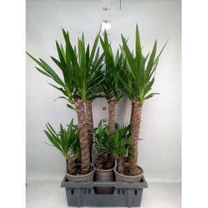 Yucca   ...