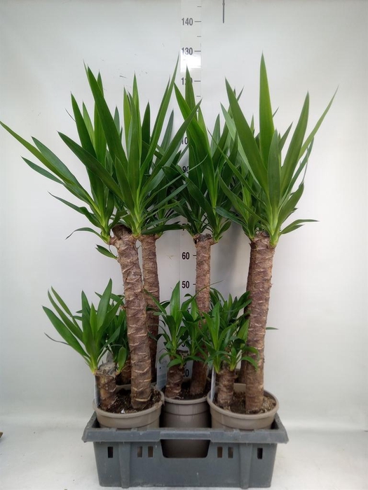 <h4>Yucca   ...</h4>