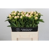 Paeonia Princess Bride