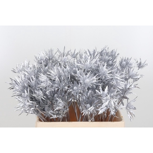 Eryn Orion Kl Bh Zilver