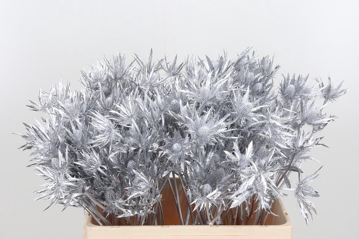 <h4>Eryn Orion Kl Bh Zilver</h4>