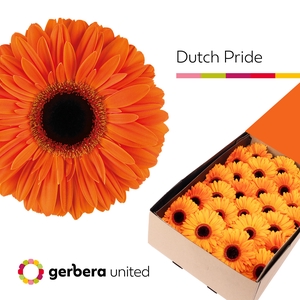 Gerbera Dutch Pride Doos