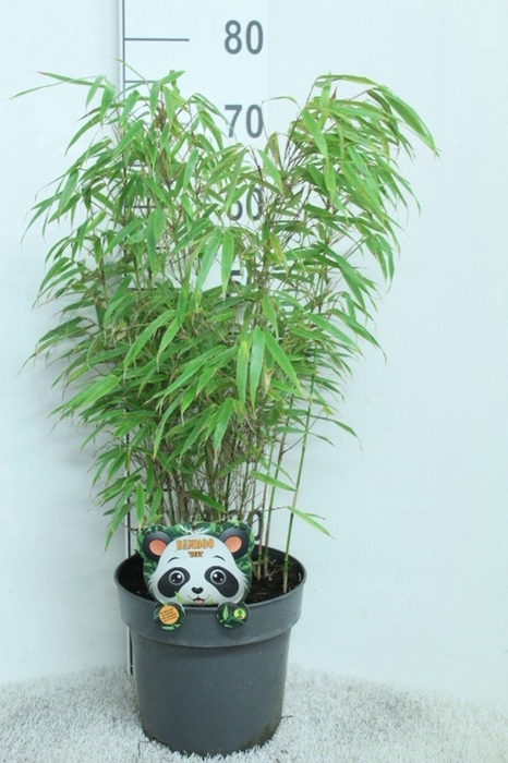 <h4>Fargesia rufa</h4>