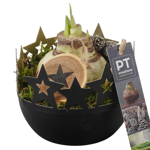 <h4>PTACH5874 Arrangementen Kerst</h4>