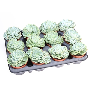 Echeveria elegans