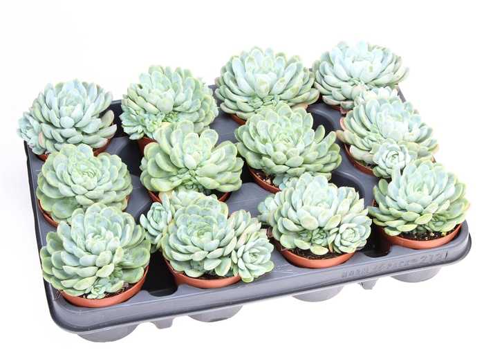 <h4>Echeveria elegans</h4>