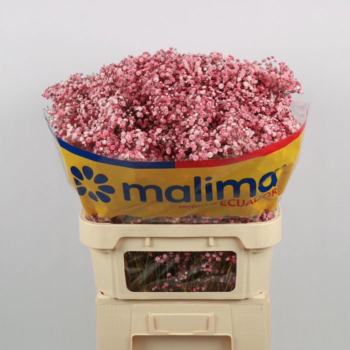 <h4>GYPS KLB H%</h4>