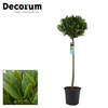 Laurus nobilis Bol op stam