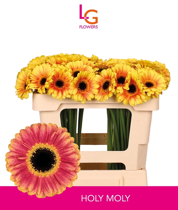 <h4>GE MI HOLY MOLY</h4>