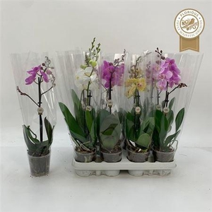 Phal Gem 1 Branche 9+