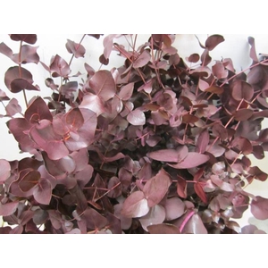 Euc Cinerea Aubergine