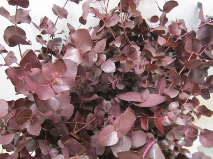 <h4>Euc Cinerea Aubergine</h4>