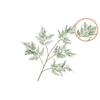Silk Fern Asparagus Dark Green 107cm