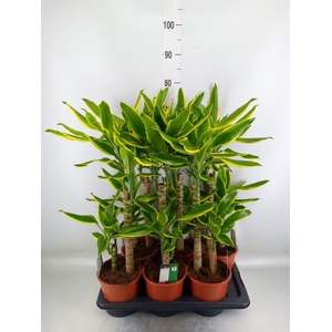 Dracaena frag. 'Golden Coast'