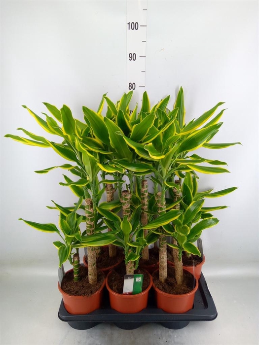 <h4>Dracaena frag. 'Golden Coast'</h4>