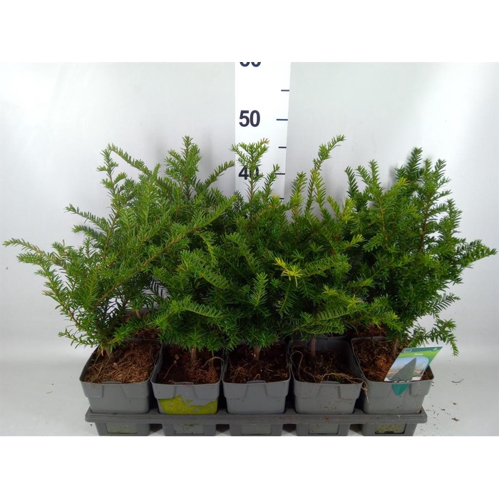 <h4>Taxus baccata</h4>