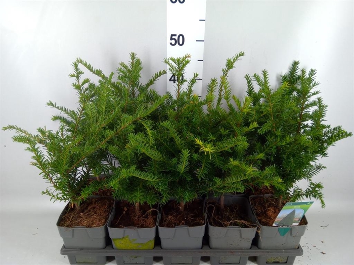 Taxus baccata