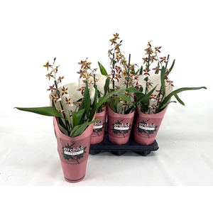 ONCIDIUM BARROCC BRO