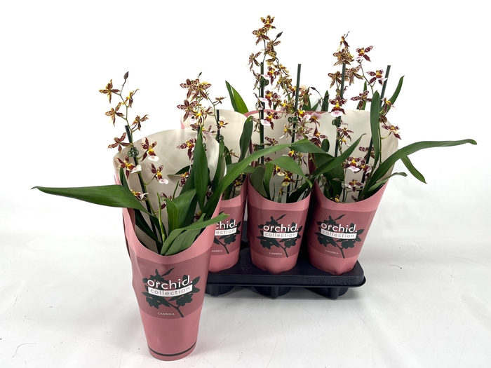 <h4>ONCIDIUM BARROCC BRO</h4>