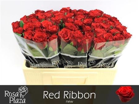 R Gr Red Ribbon