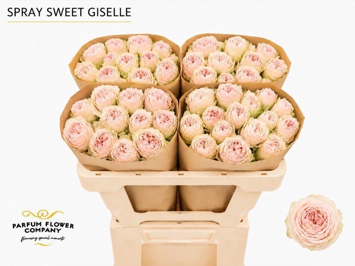<h4>Rosa TR 'Sweet Giselle'</h4>