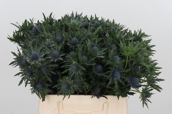 <h4>Eryng Aquarius</h4>