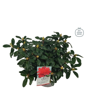 Rhododendron 30-40 /4 liter 'Scarlet Wonder' dwerg