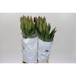 Tulipa (Frans) Passio Fuchsi