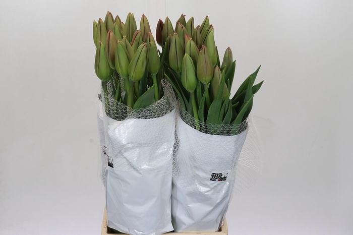 <h4>Tulipa (Frans) Passio Fuchsi</h4>