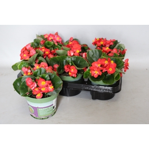 Begonia semp. Rood