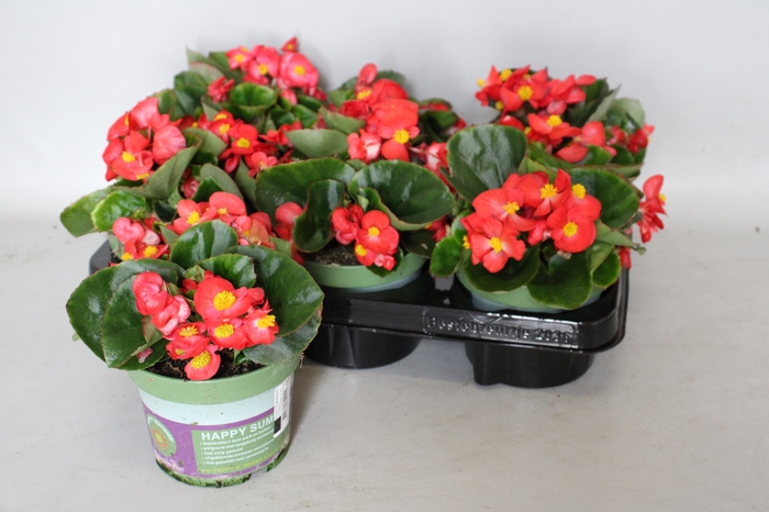 <h4>Begonia semp. Rood</h4>