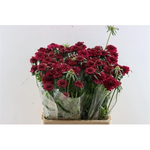 Scabiosa Atro Hot Pink Scoop
