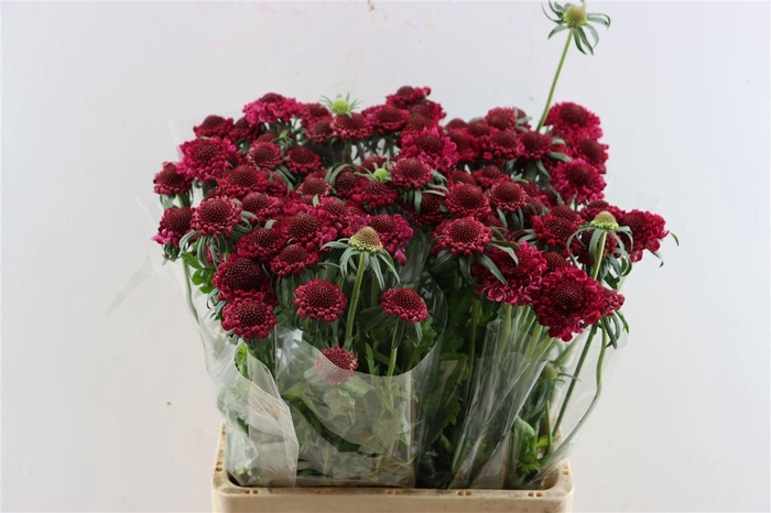 <h4>Scabiosa Atro Hot Pink Scoop</h4>