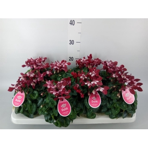Cyclamen KL 'Djix'