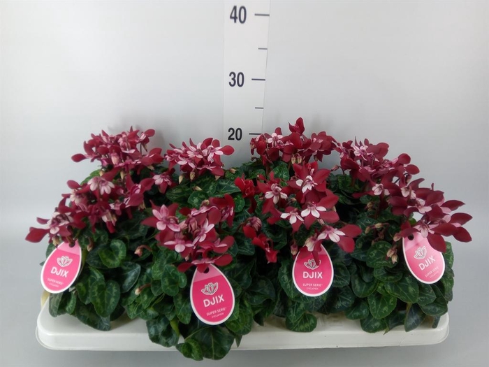 <h4>Cyclamen KL 'Djix'</h4>