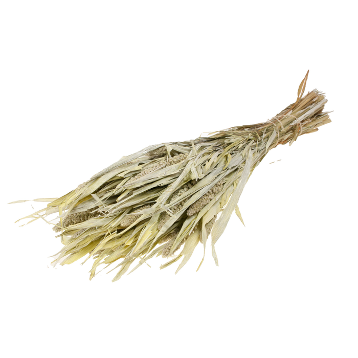 <h4>Setarea Italica White Misty</h4>