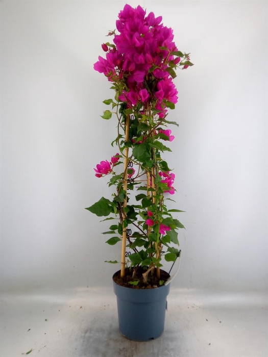 <h4>Bougainvillea   ...</h4>
