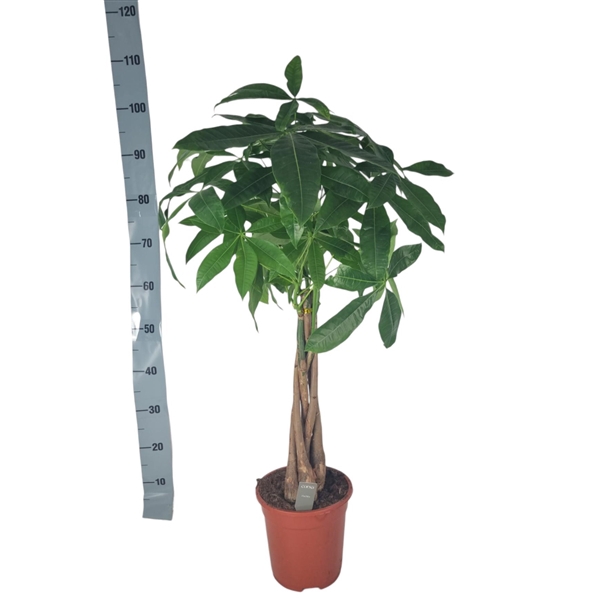 <h4>Pachira Aquatica 21 cm</h4>