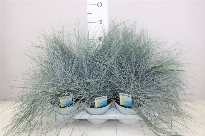 Festuca Gl. Intense Blue