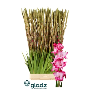 Glad Gr Milkshake Gladz