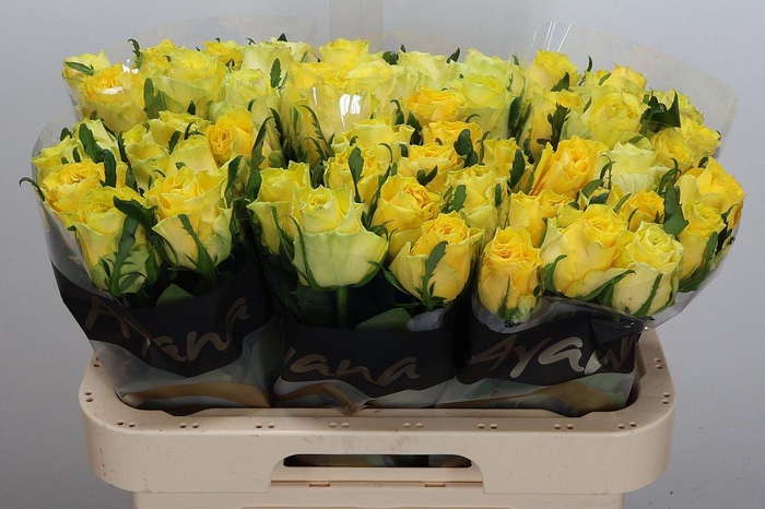 <h4>R Gr Golden Smile</h4>