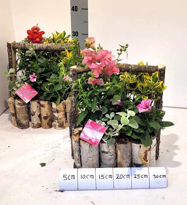 <h4>ARR TUINPLANTEN</h4>