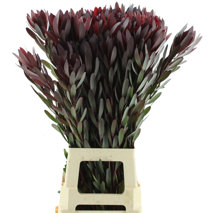 <h4>Leucad Safari Sunset Super</h4>